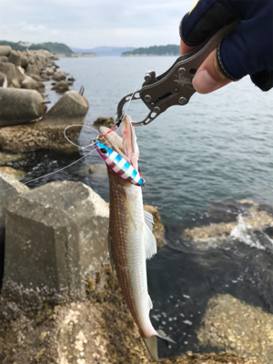 今年初青物キタ〜