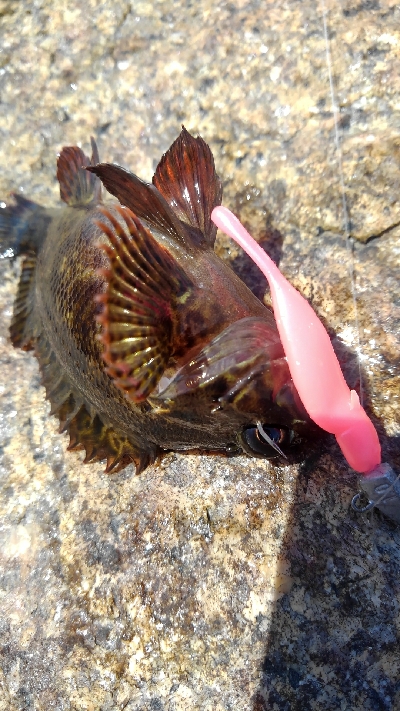 釣りキャンプ