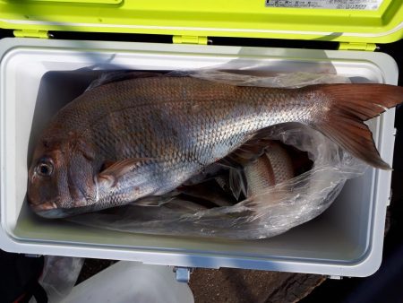 釣り船くわだ 釣果