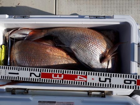 釣り船くわだ 釣果