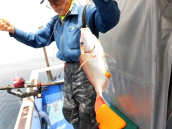 鯛紅丸 釣果