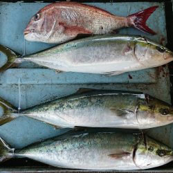 明神釣船 釣果