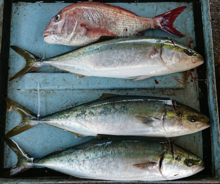 明神釣船 釣果