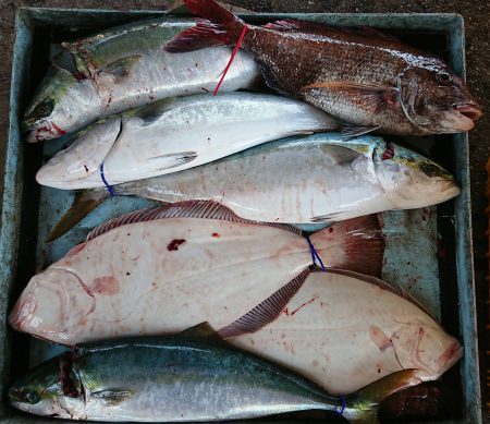 明神釣船 釣果