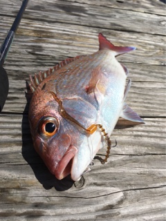 利弥丸（としやまる） 釣果