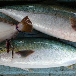 明神釣船 釣果