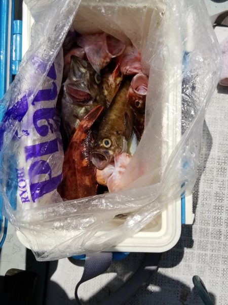 内浜丸 釣果