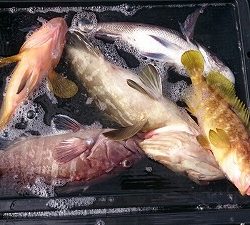 海龍丸（福岡） 釣果