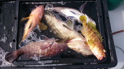 海龍丸（福岡） 釣果