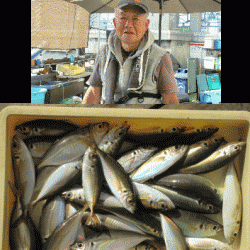 荒川屋 釣果