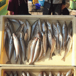 荒川屋 釣果