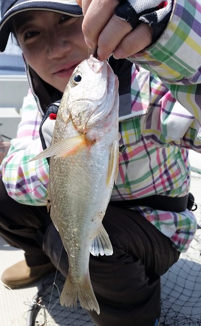 めだか屋 釣果