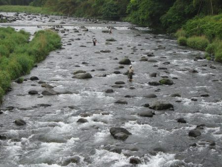 狩野川（狩野川漁業協同組合） 釣果