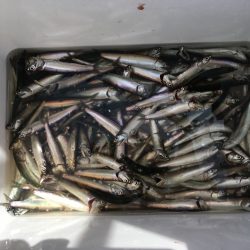 尼崎市立魚つり公園 釣果