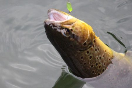 小菅トラウトガーデン 釣果