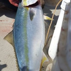 海峰 釣果