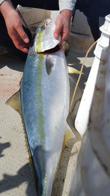 海峰 釣果