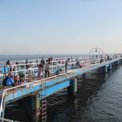 オリジナルメーカー海づり公園(市原市海づり施設) 釣果