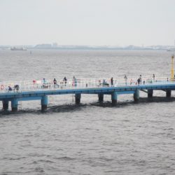 オリジナルメーカー海づり公園(市原市海づり施設) 釣果