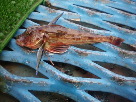 オリジナルメーカー海づり公園(市原市海づり施設) 釣果