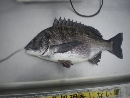 オリジナルメーカー海づり公園(市原市海づり施設) 釣果