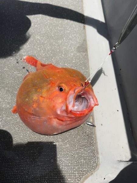 へいみつ丸 釣果