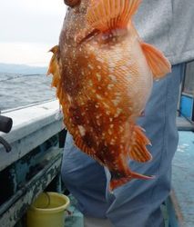 松福丸 釣果