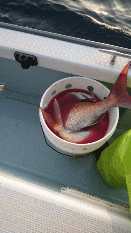 遊漁船ブルーウッズ 釣果