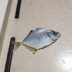 開進丸 釣果