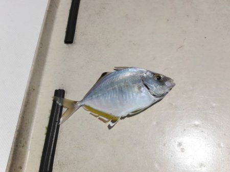 開進丸 釣果