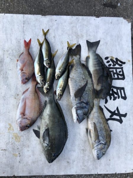 網屋丸 釣果