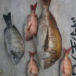 網屋丸 釣果