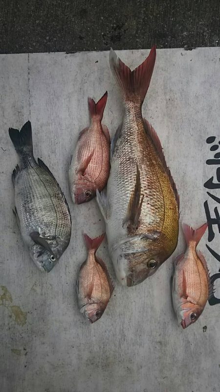 網屋丸 釣果