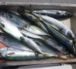 石川丸 釣果