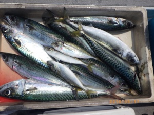 石川丸 釣果