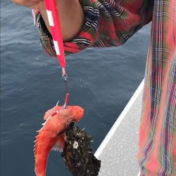 へいみつ丸 釣果