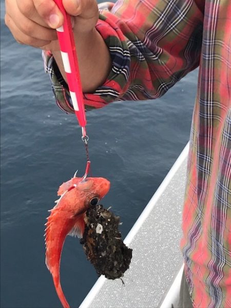 へいみつ丸 釣果