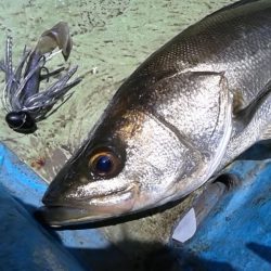 さわ浦丸 釣果