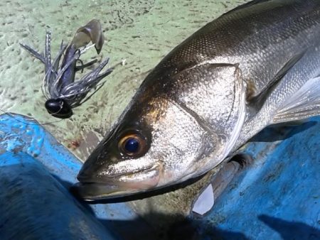 さわ浦丸 釣果