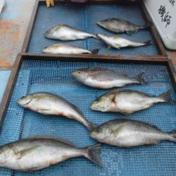 大進丸（愛知） 釣果