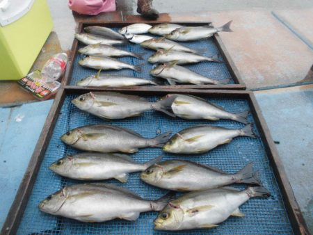 大進丸（愛知） 釣果