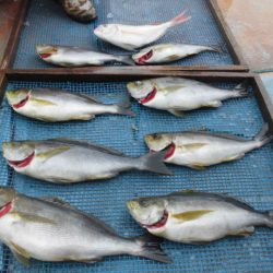 大進丸（愛知） 釣果