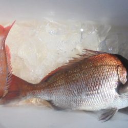 初栄丸 釣果