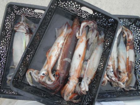 大進丸（愛知） 釣果