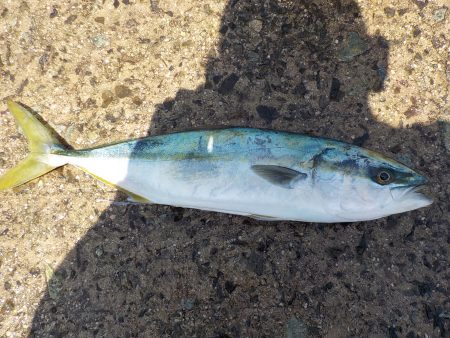 千鳥丸 釣果