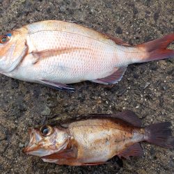 千鳥丸 釣果