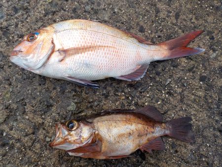 千鳥丸 釣果