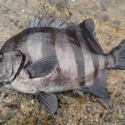 千鳥丸 釣果