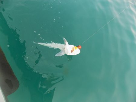 フィッシングボート空風（そらかぜ） 釣果