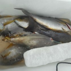 大進丸（愛知） 釣果